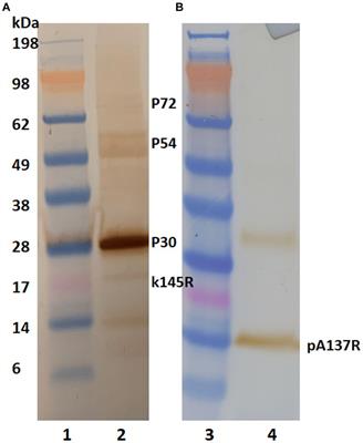 Generation and characterization of a monoclonal antibody against an African swine fever virus protein encoded by the A137R gene